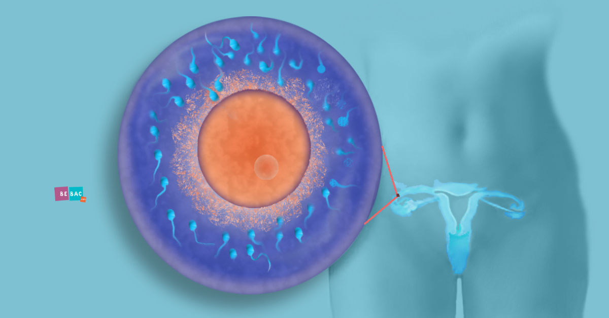 spermatozoidi i jajna ćelija