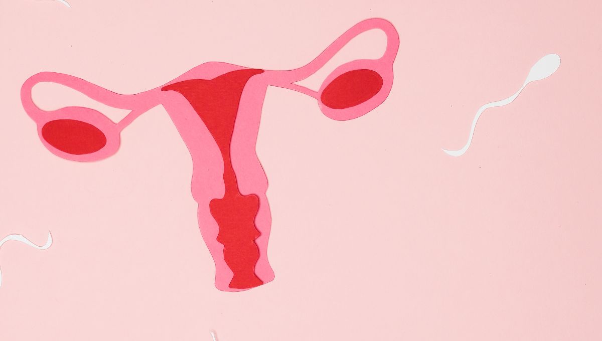 materica i jajnici i spermatozoid