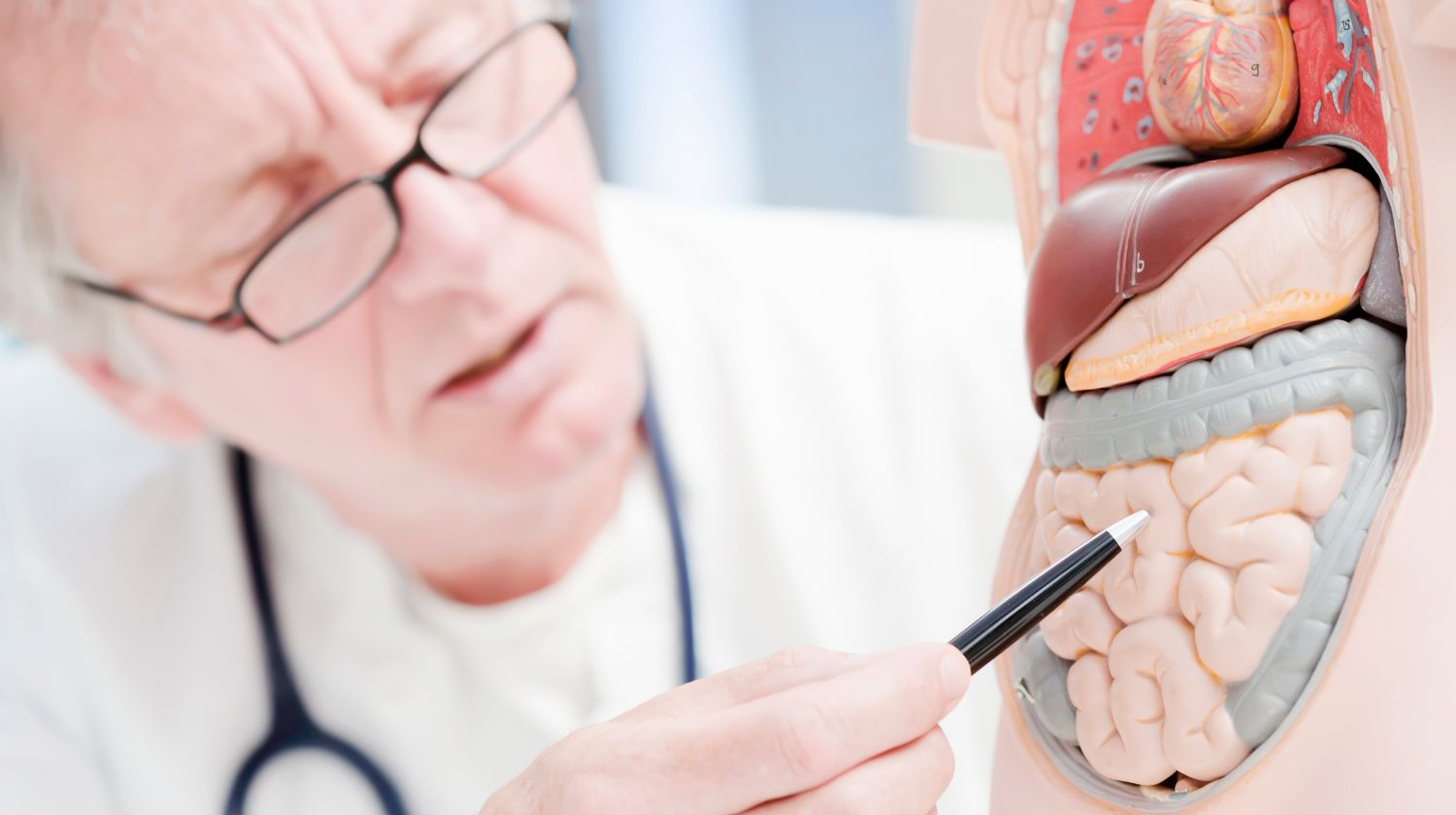 Doktor pokazuje creva na maketi ljudskog tela