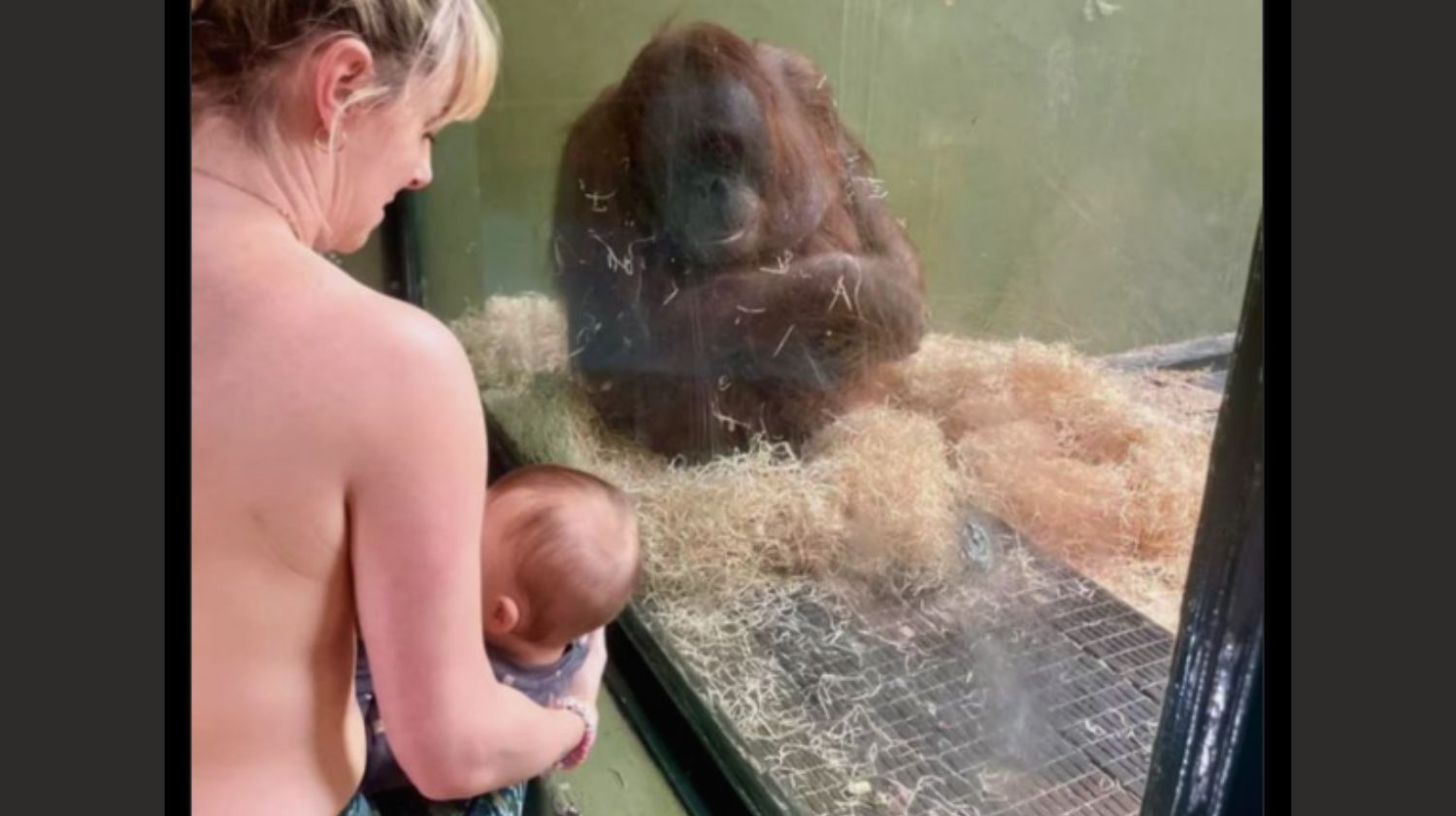 Mama Noa Marfi doji bebu orangutanka Dablin Zoo vrt