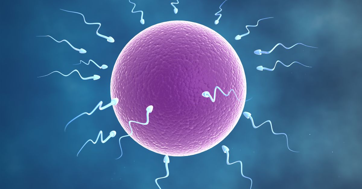 Spermatozoidi jajna ćelija oplodnja