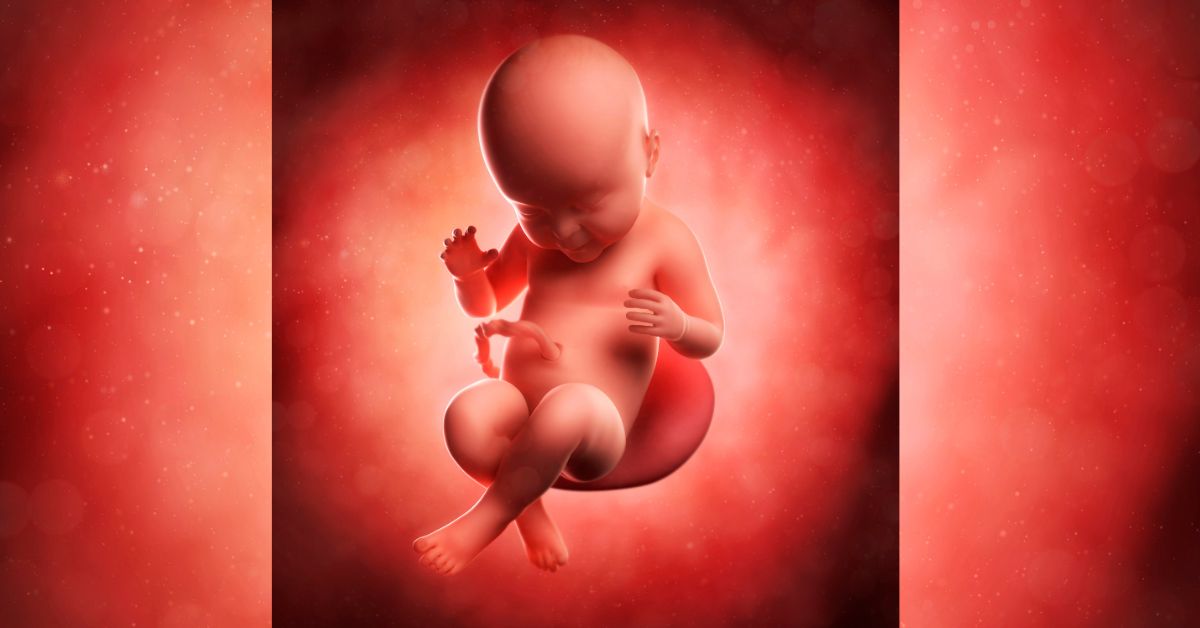 Beba u stomaku placenta grafički prokaz